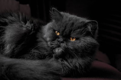 红色织物上的灰色喜马拉雅猫